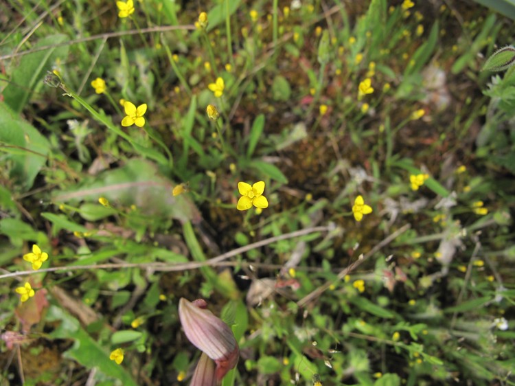 Cicendia filiformis